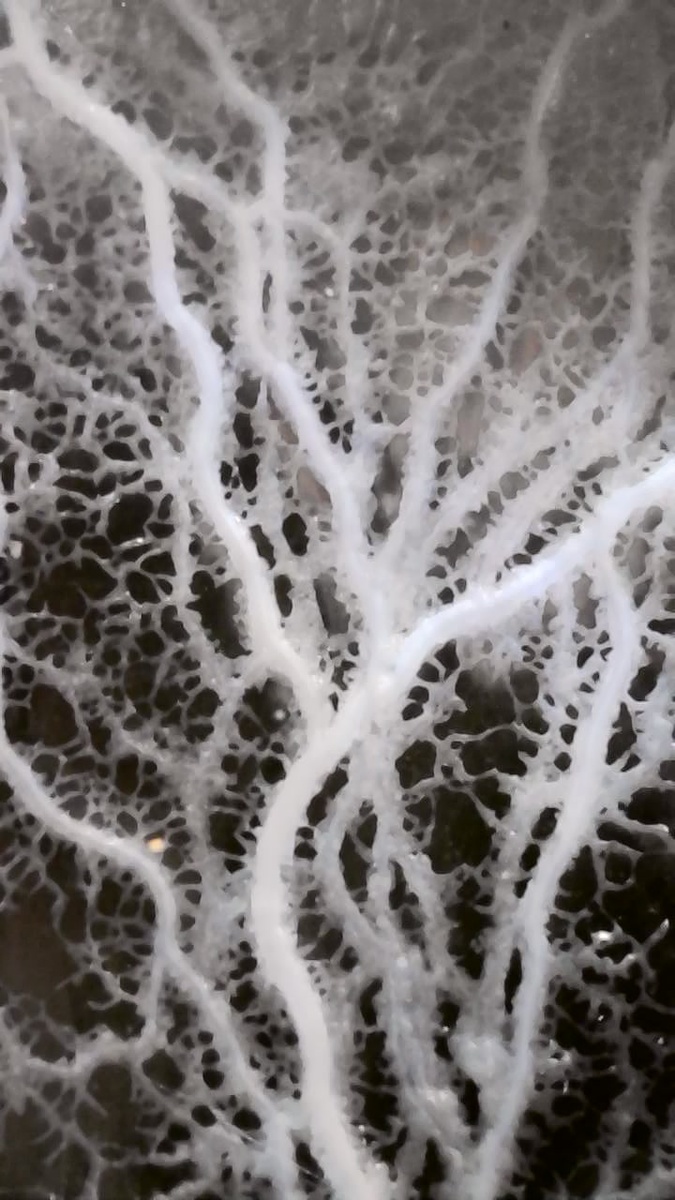 Слизевик, листайте фото.