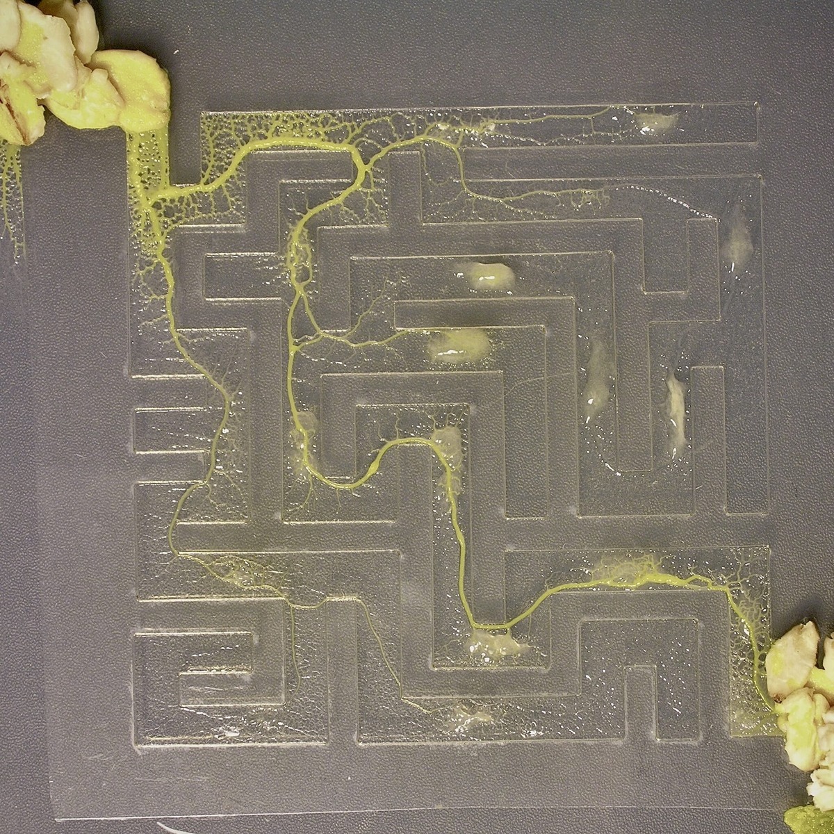 Фото с просторов интернета