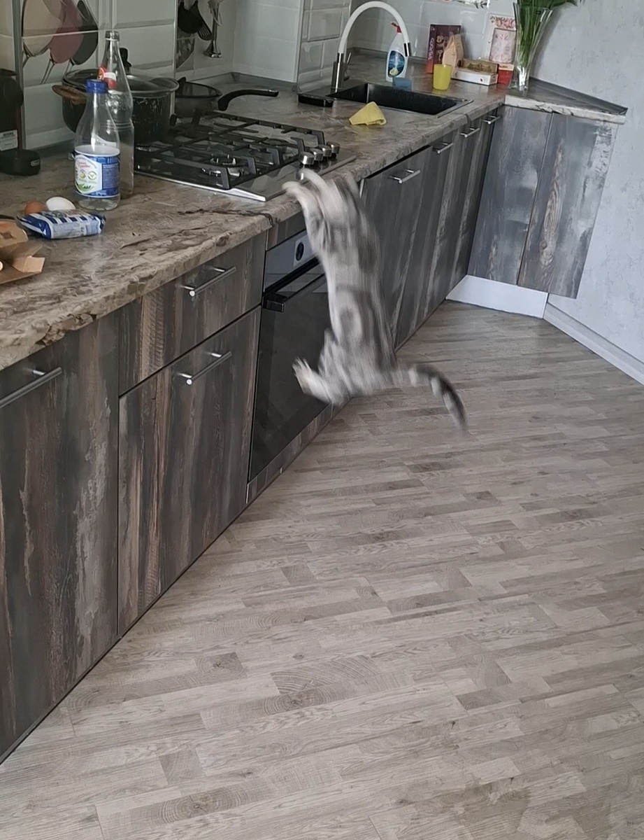 Такая белка летяга.