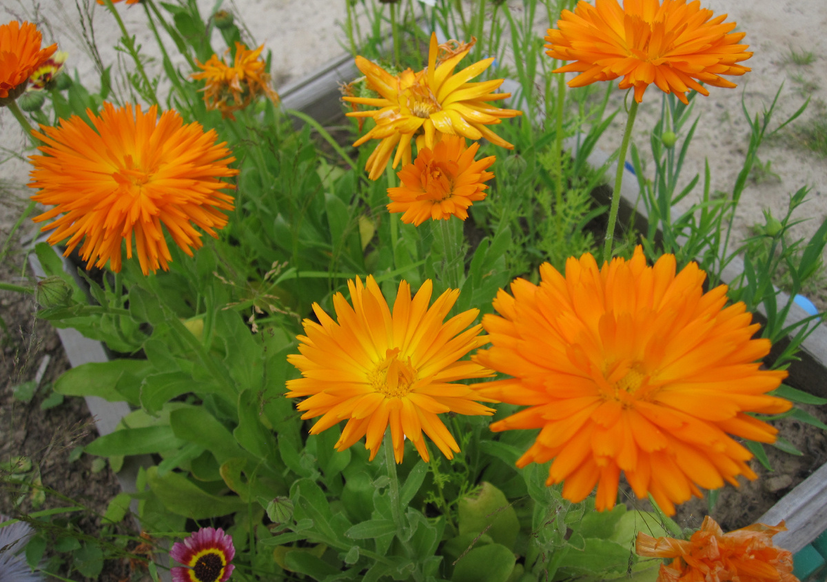 Фото из личного архива автора.