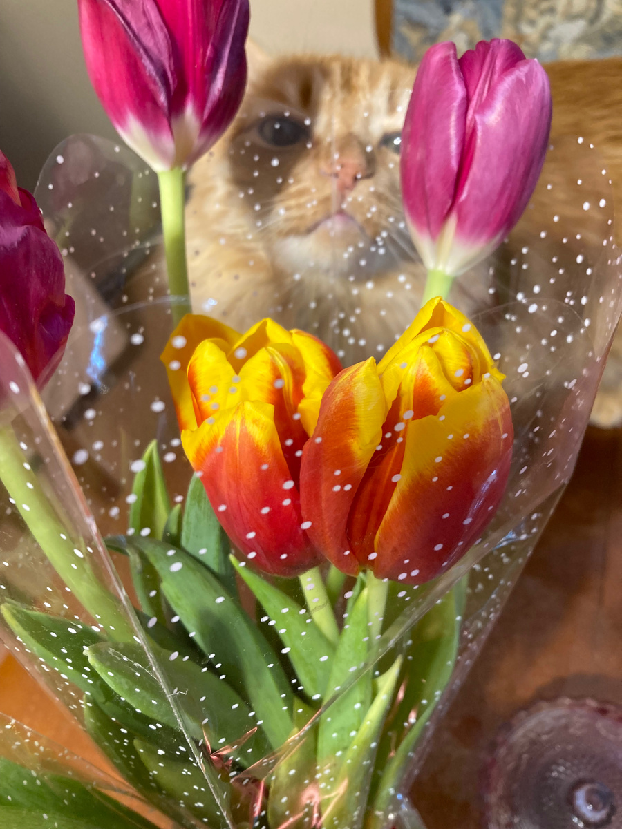 Кот появился потом 🙀                                                                          