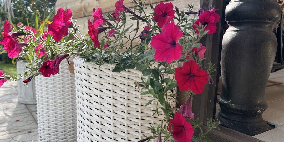 Пикирование петунии - важный этап выращивания: когда и как