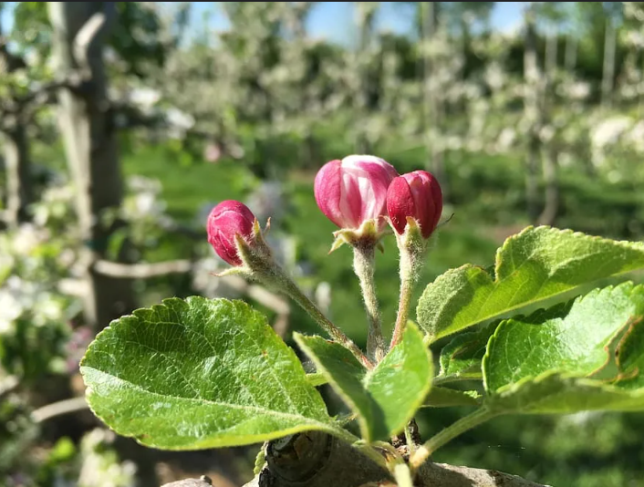неужели не остановить, если в прогнозе - заморозки?
