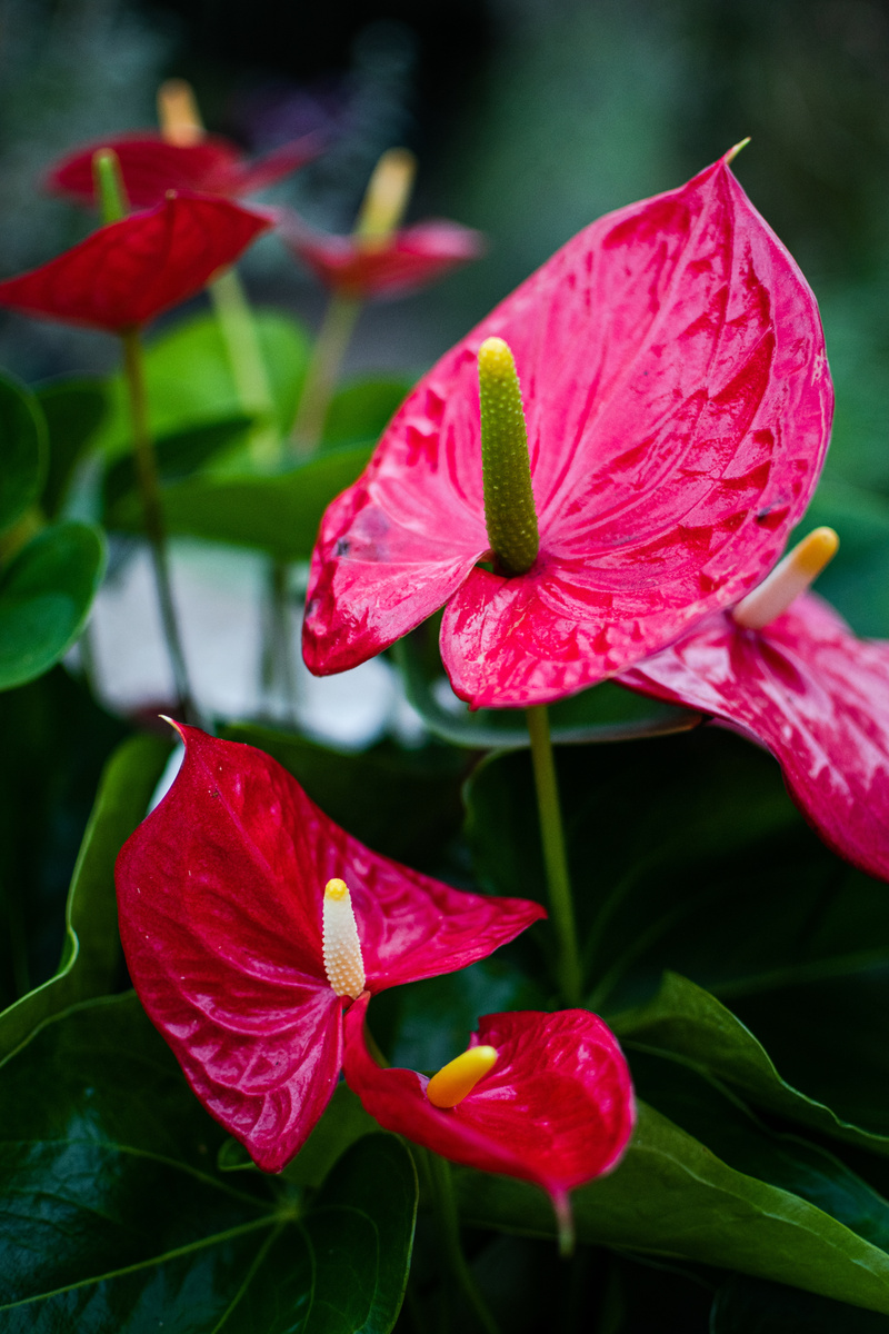 https://ru.freepik.com/free-photo/vertical-selective-focus-shot-red-anthurium-flowers_22859381.htm#fromView=search&page=2&position=7&uuid=9847c896-363a-4e91-9b7e-19b045404ff3&query=%D0%B0%D0%BD%D1%82%D1%83%D1%80%D0%B8%D1%83%D0%BC