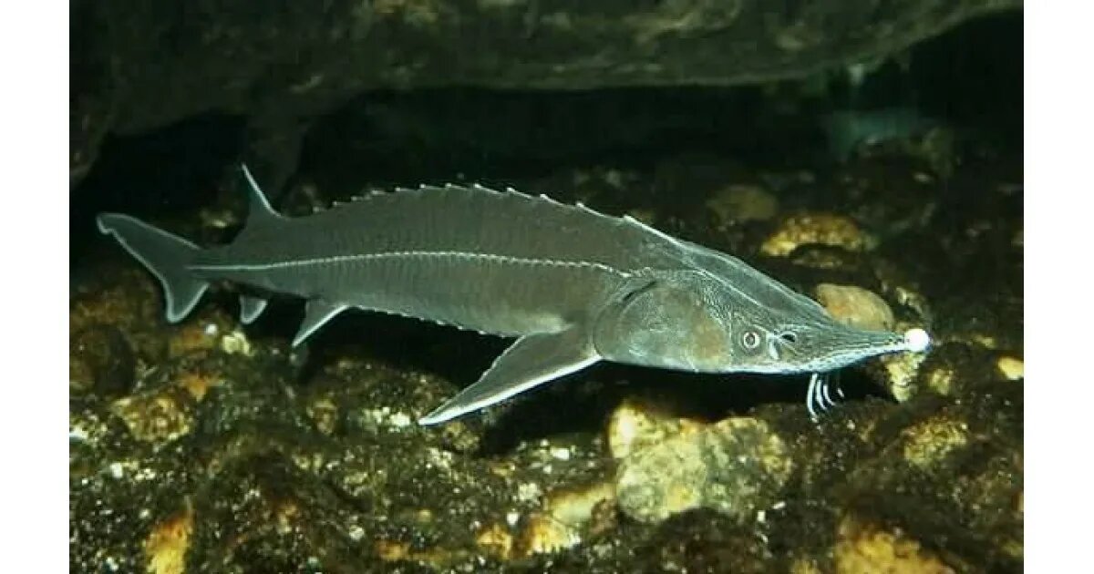 Стерлядь сверху выглядит как осётр, но их можно отличить по рту.