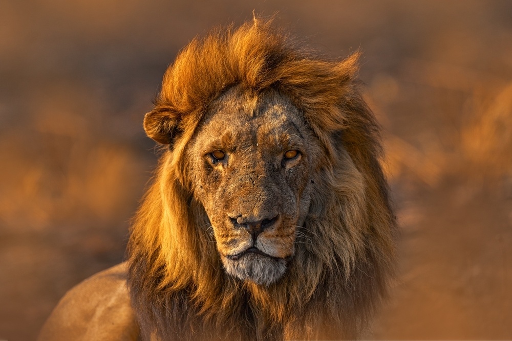    Лев с желтыми глазами. Фото: Ondrej Prosicky/Shutterstock/FOTODOM