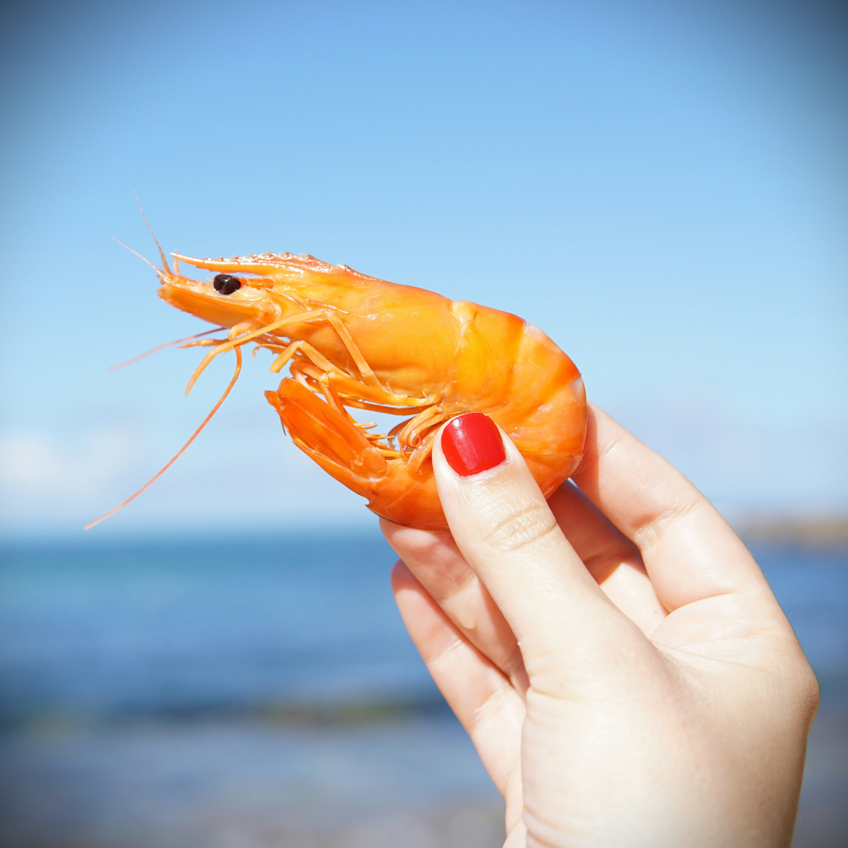 Разведение креветок.