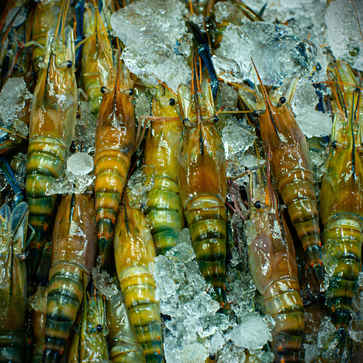 Разведение креветок.