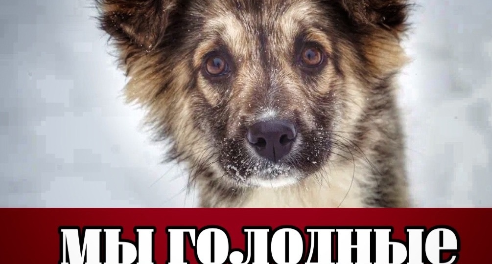 Хоспис в СИБИРИ остался ГОЛОДНЫМ! Помогите СОХРАНИТЬ!