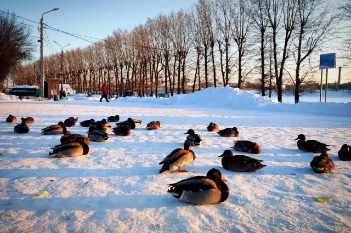    В Алтайском крае начинается прием документов на добычу водоплавающей дичи