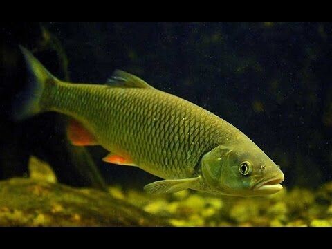 Голавль речной, вот так он выглядит