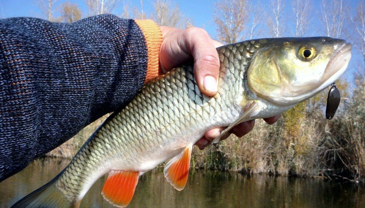 Голавль пойманный на мелкую блесну.