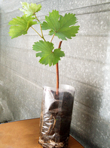 Вегетирующий саженец винограда, выращенный из черенка. 