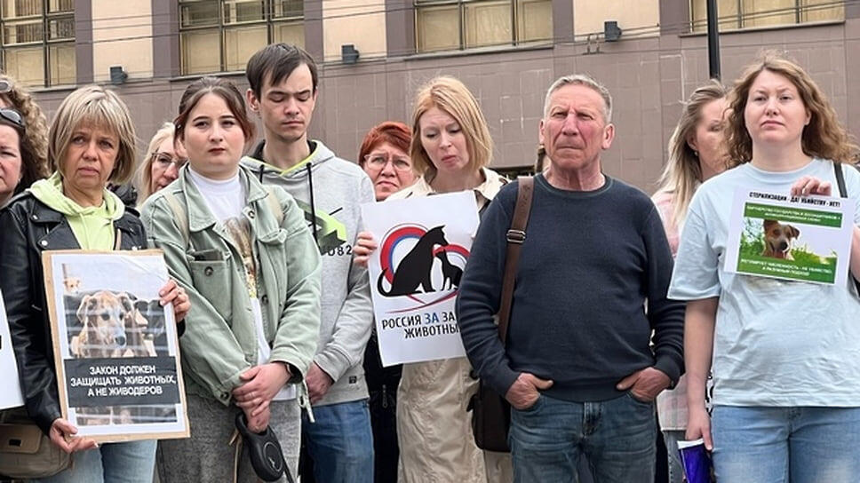 Фото: Альянс защитников животных, «ВКонтакте»