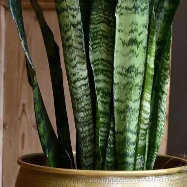   Сансевиерия от AzaliaNow Мария Казённова