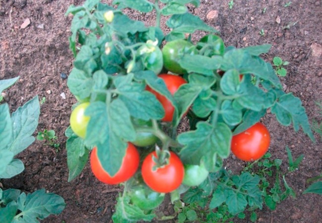 На фото (Димидов куст)