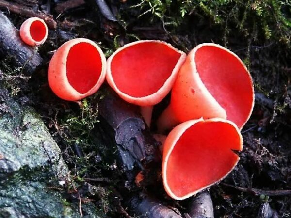    Фото: pinterest.ru