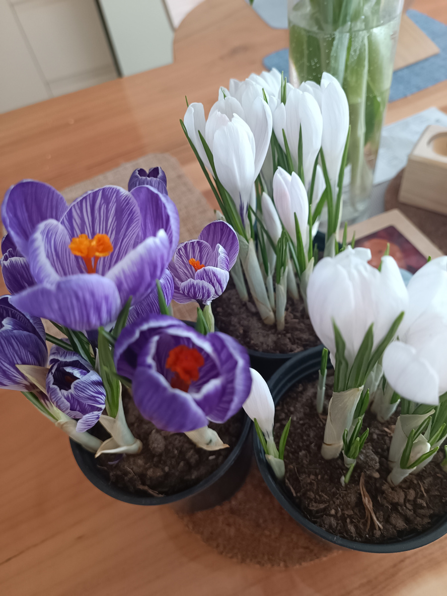 Красивые. И луковиц так много в горшочках напихано🥰