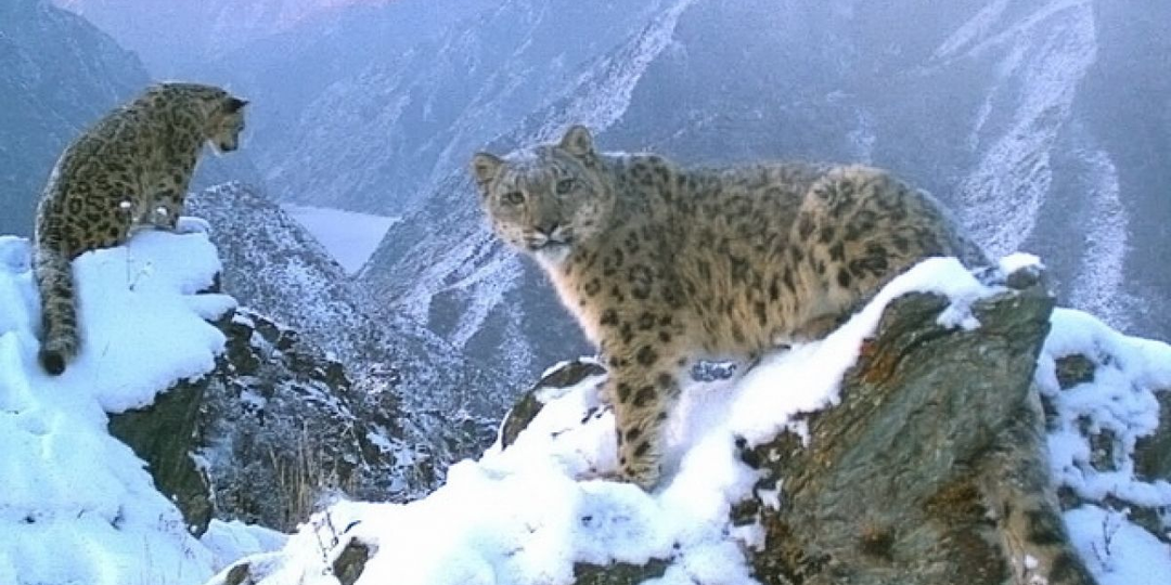 Что скрывает Восточный Саян? В погоне за призраком тайги