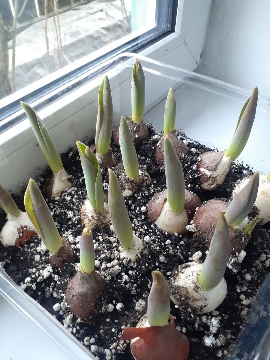 Тюльпаны в луковицах