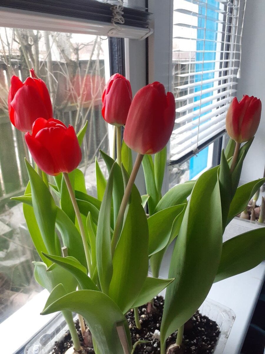 Тюльпаны на подоконнике