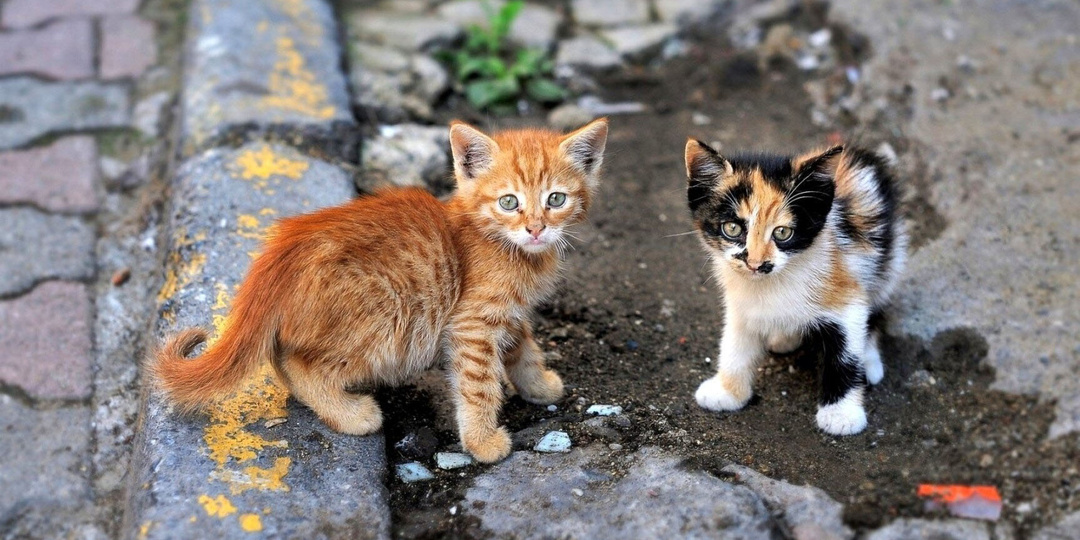 Очень хочу котенка, но не знаю где взять (про людей из параллельной вселенной)
