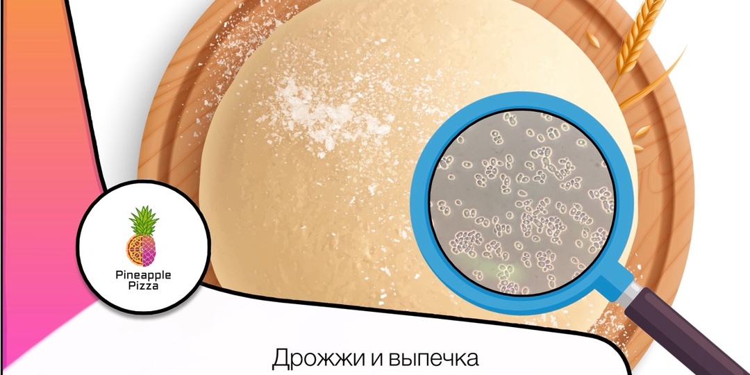 Дрожжи для выпечки. История, мифы, факты.