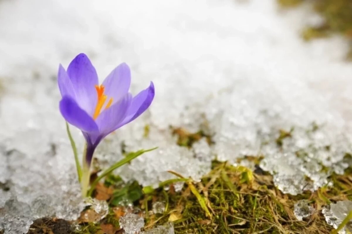    Устойчивая оттепель придет в Свердловскую область