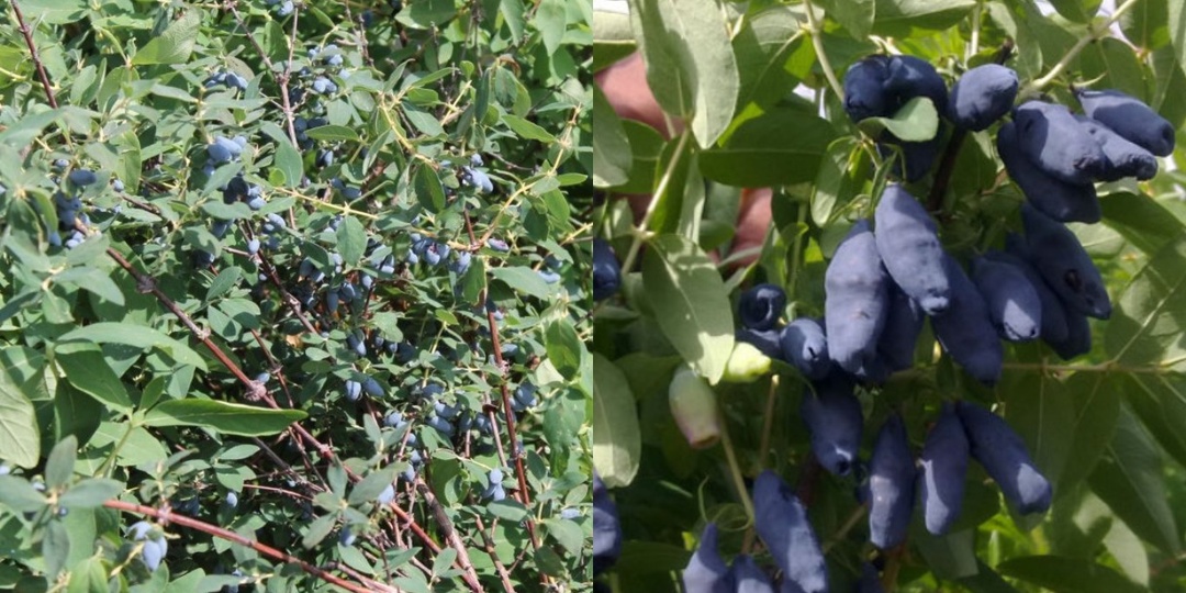 Рассаживаю крупную жимолость методом сибирского агронома. 3 способа посадки дают урожай по 2 ведра с куста