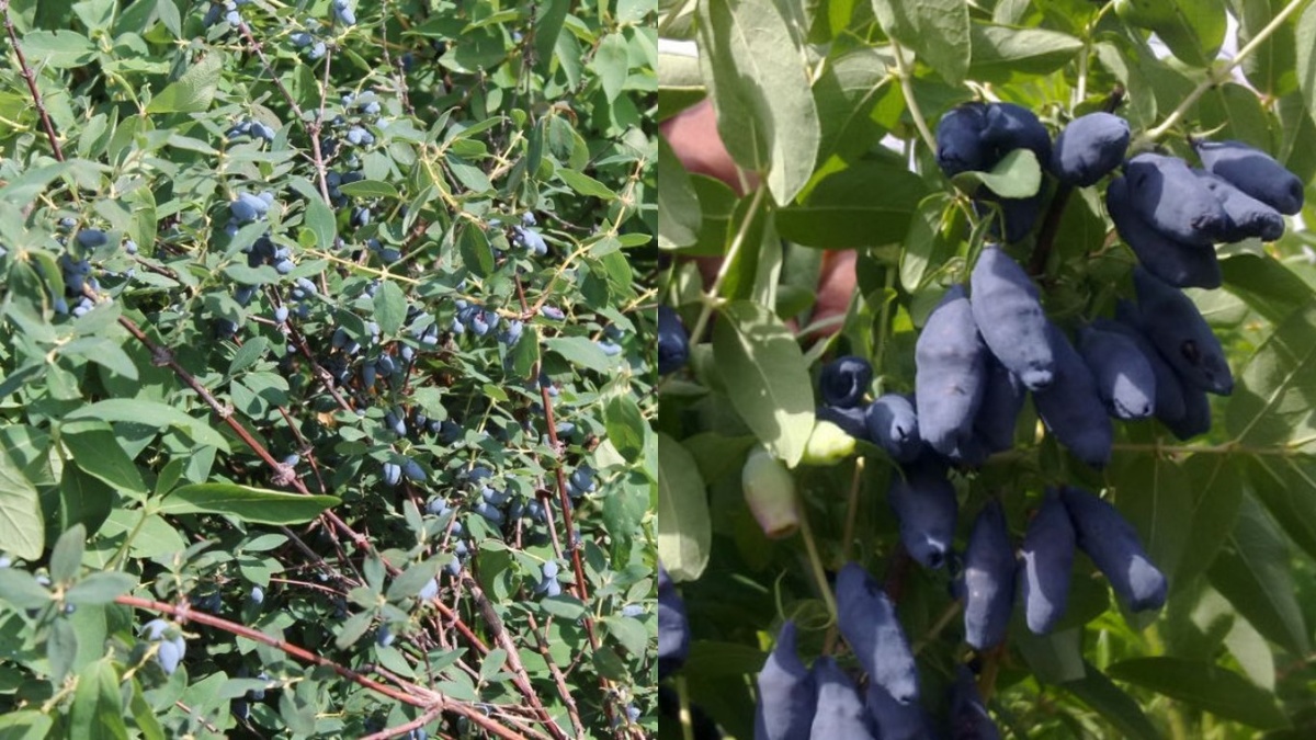 Разница в урожайности. Справа - куст после применения правильной технологии посадки