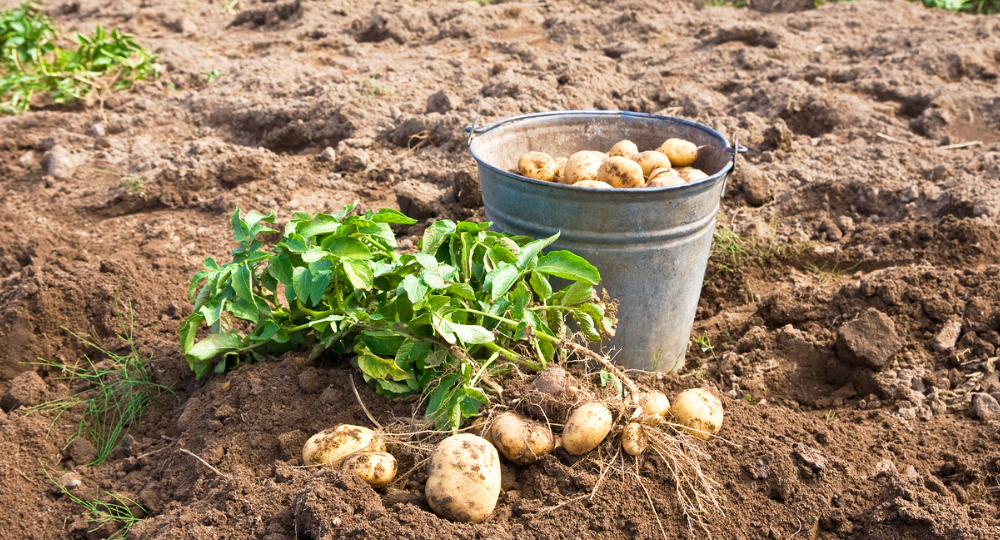 Получаю урожайную картошку даже на бедной почве 15 лет подряд. 7 правил подготовки участка весной