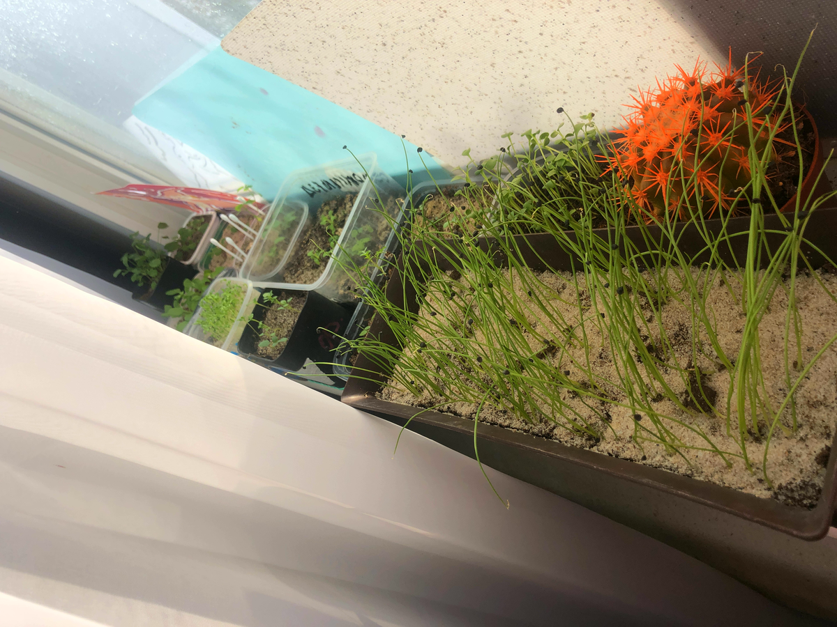 Притенила   фото автора