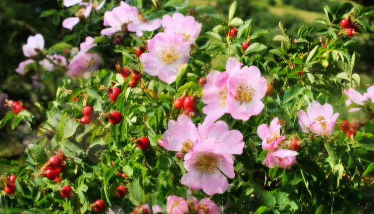 Источник: https://nia.eco/2025/03/07/99103/