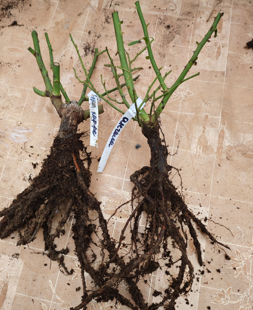 Саженцы из Аллеи роз, октябрь 2024