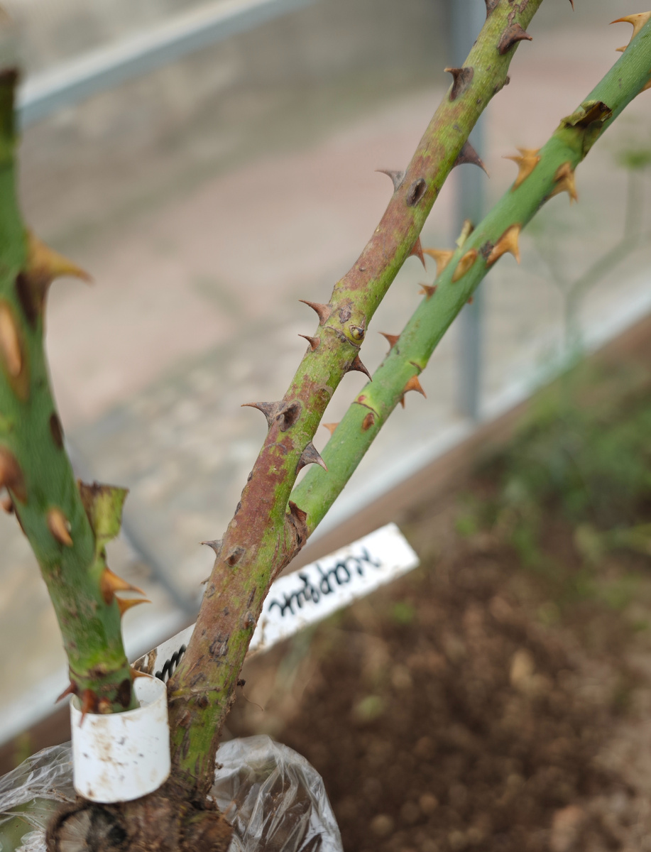 Жардин де Вилландри, Аллея роз, октябрь 2024