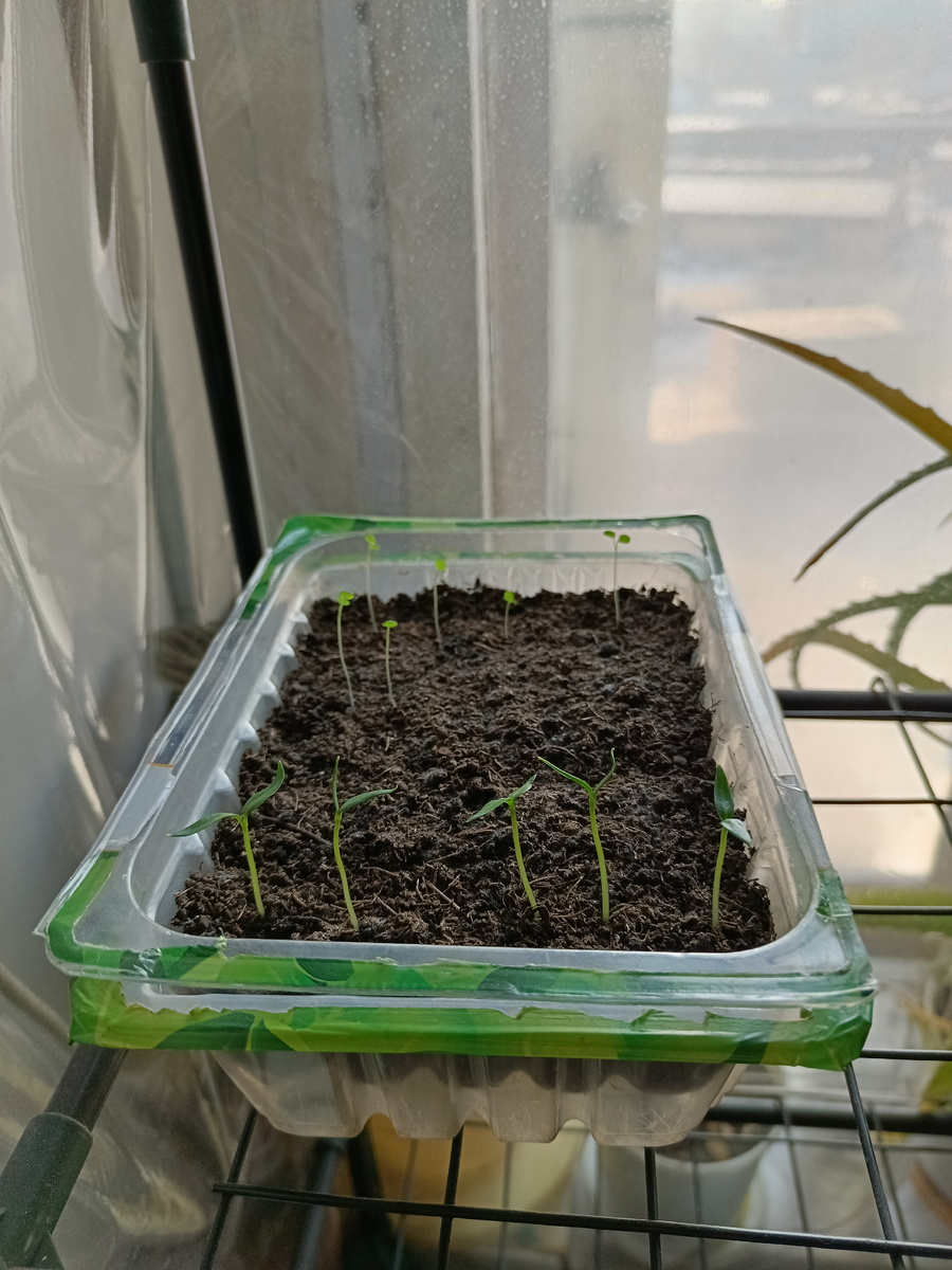 Из шести семян перца взошли пять, из десяти фиалки взошли шесть \ листать