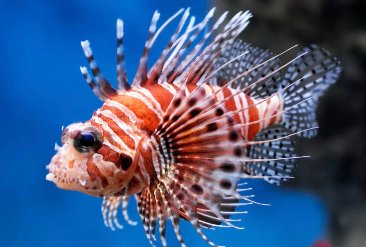 Рыба-крылатка в Красном море, Египет