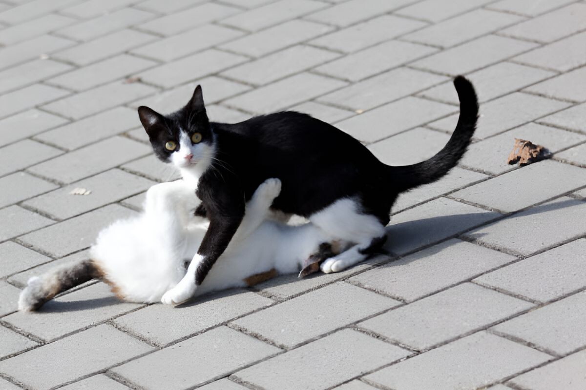 Кошка пинается задними лапами