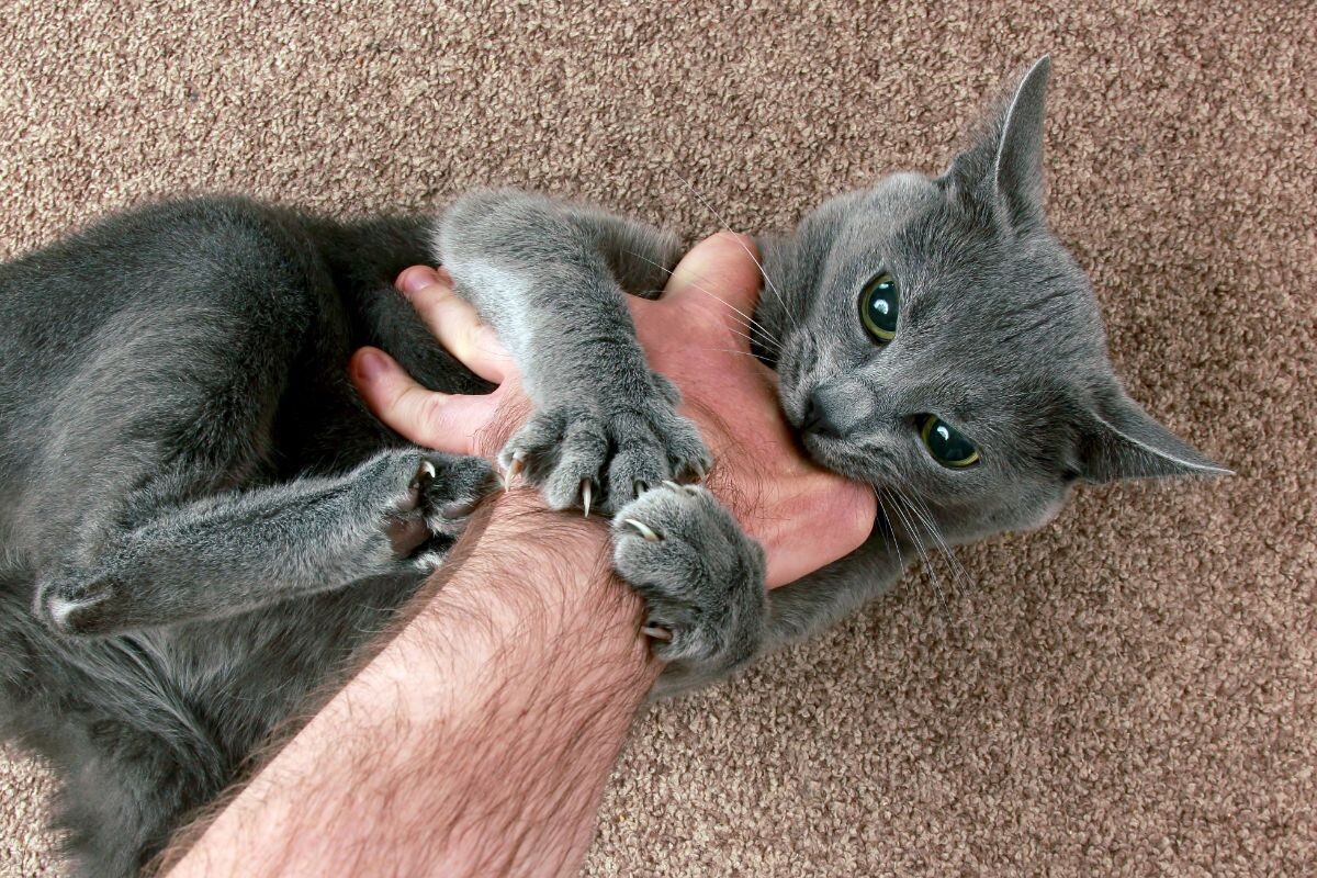 Кошка пинается задними лапами во время игры и кусает руку 