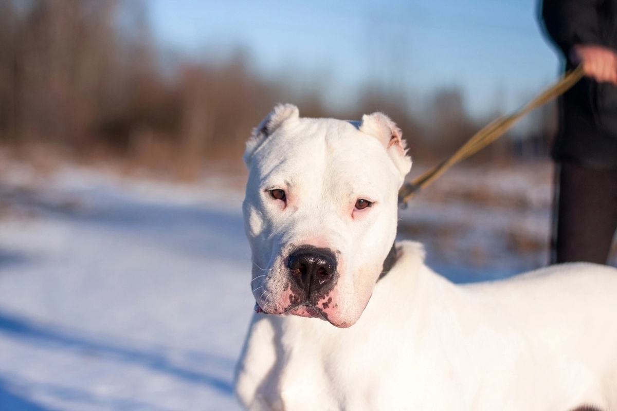 Аргентинский дог, 3 года, Москва и МО ( можно листать)----->