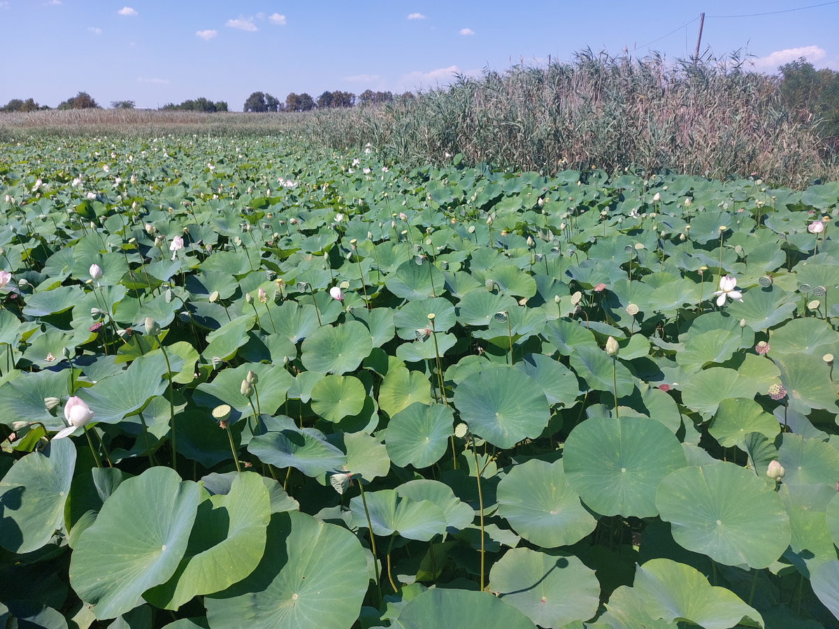 Каспийские и индийские лотосы