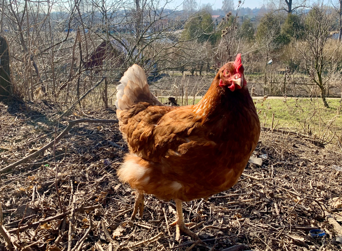 Я вот такая курица