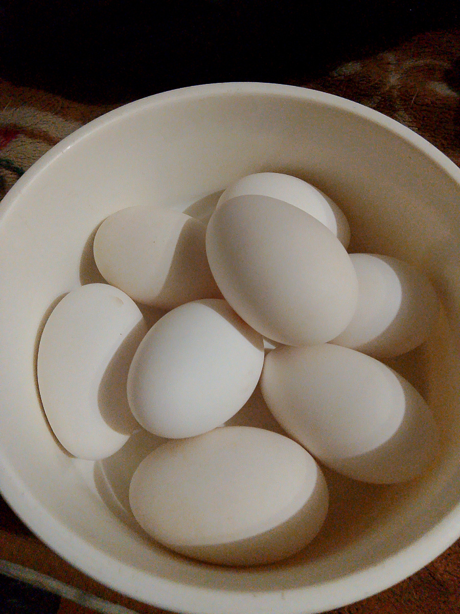 Яйца гусиные, домашние, от моих гусынь