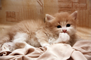 Яндекс-картинки