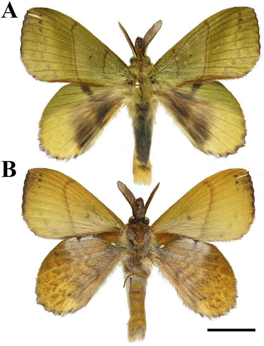 Самец Radhica ustjuzhanini: А) верхняя сторона; Б) нижняя сторона. Из научной статьи на ResearchGate.