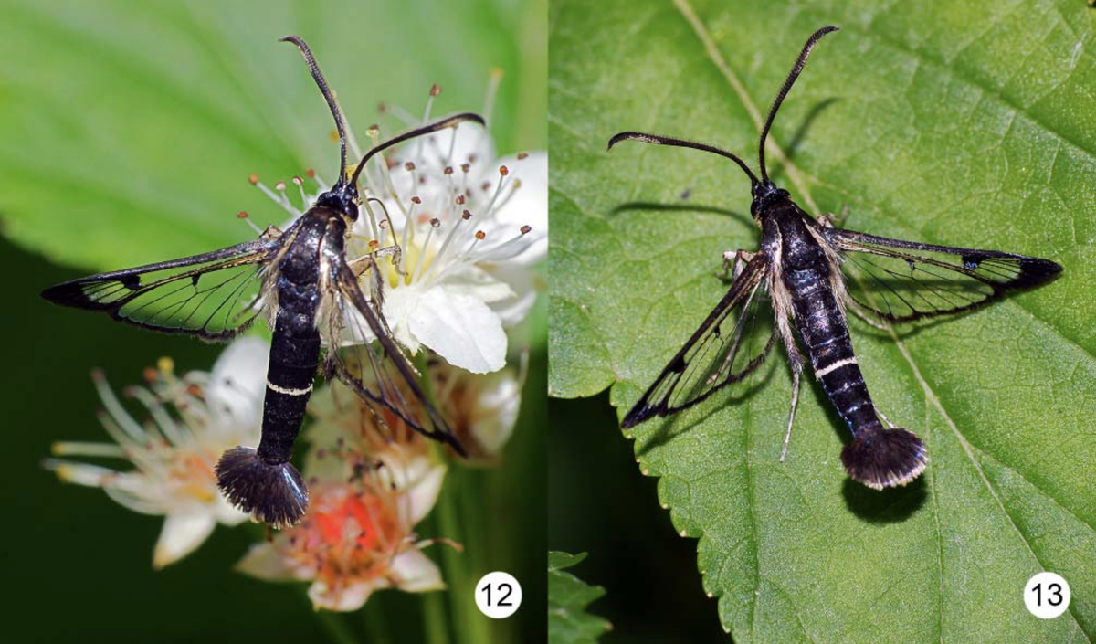 Рис. 12–13. Самцы Synanthedon losmanovi. Фото В.И. Гуменюк. Из научной статьи в Russian Entomological Journal.