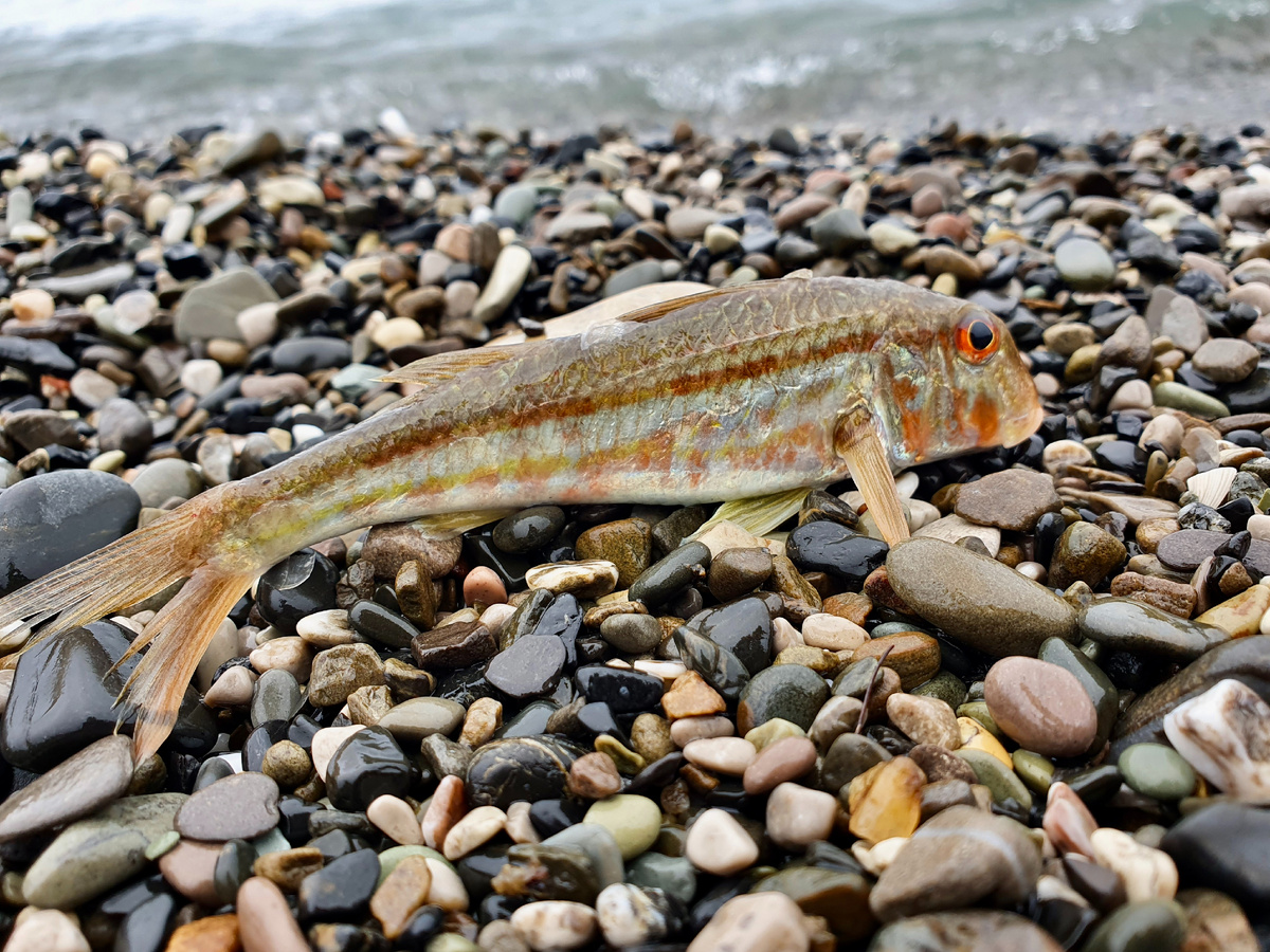 Барабуля – очень красивая рыба и популярный объект ловли местных рыбаков.