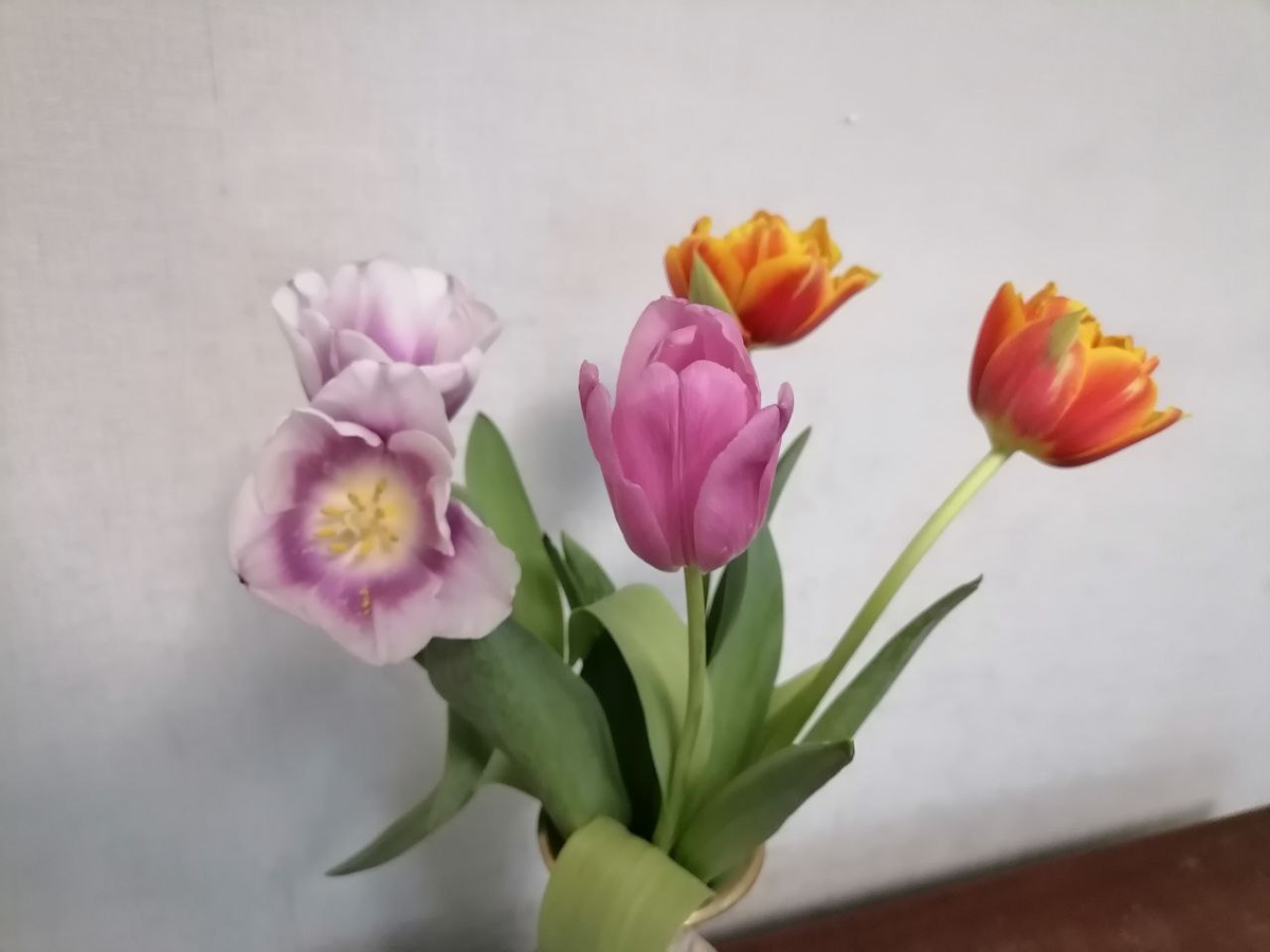 Тюльпаны, фото автора