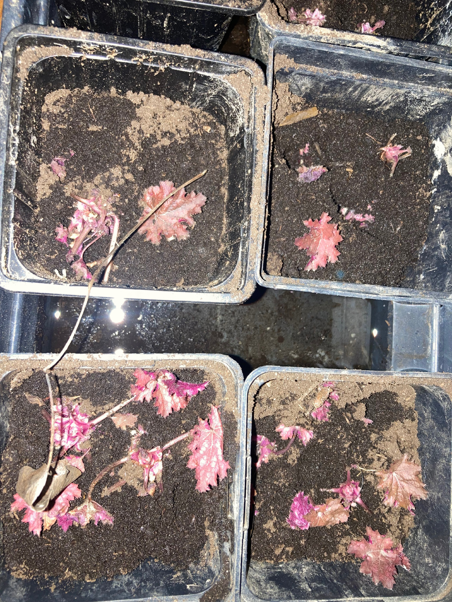 Кажется что огромные растения, в реальности - крошки, фото мое