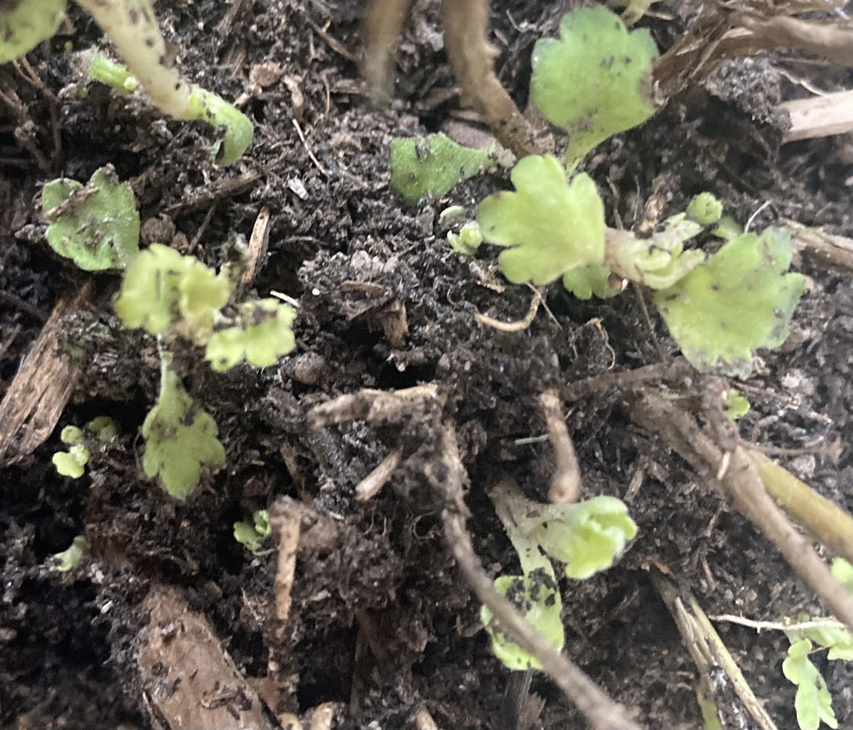 Фото утром 11 марта - за 2,5 дня ростки заметно распушились и позеленели.